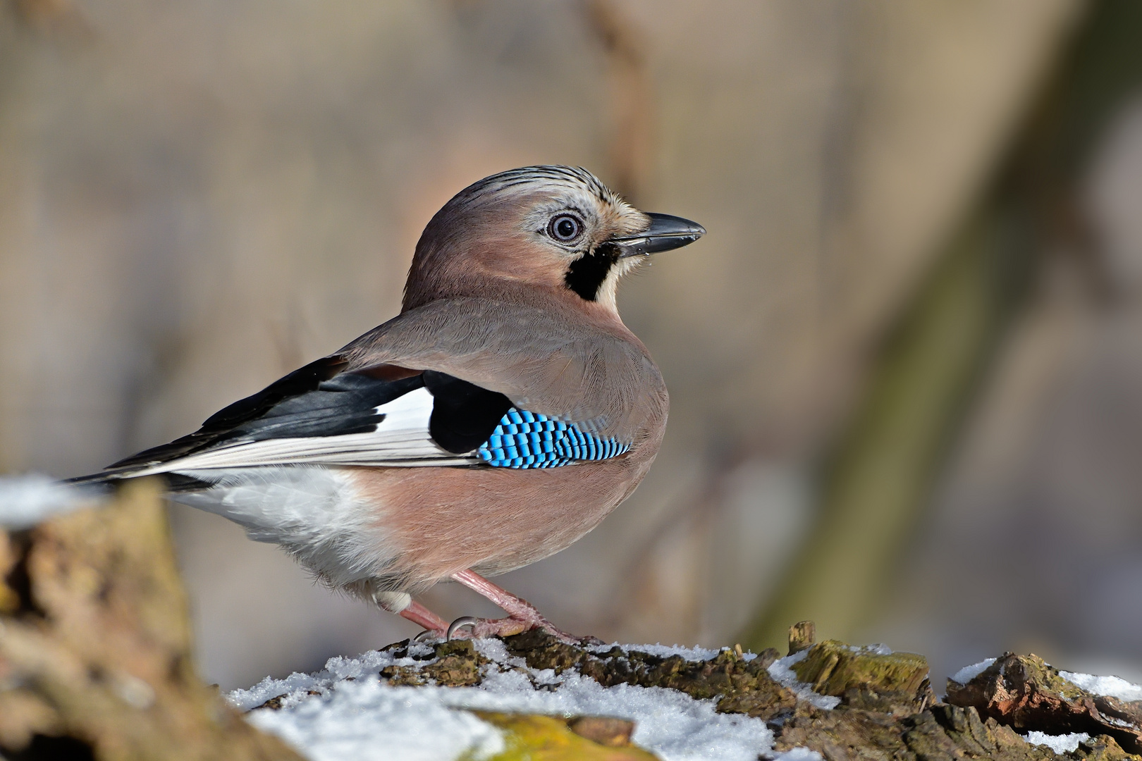 Eichelhäher (Garrulus glandarius)