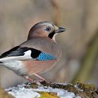 Eichelhäher (Garrulus glandarius)