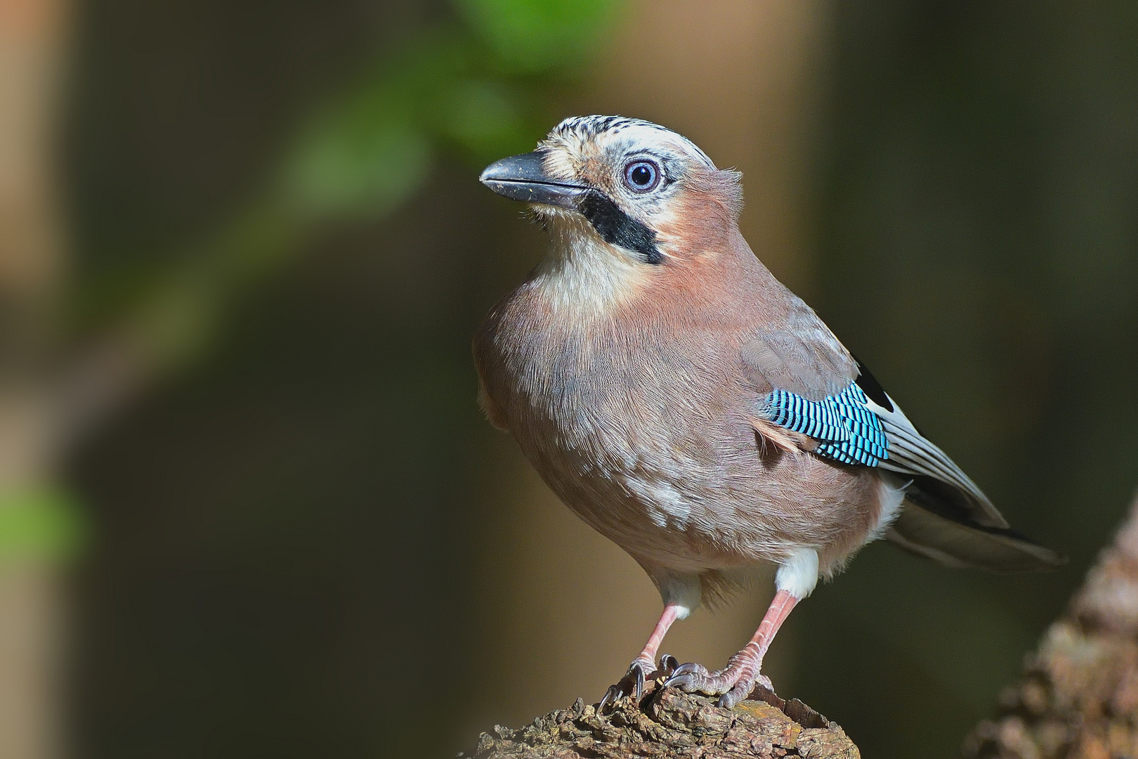 Eichelhäher - Garrulus glandarius