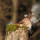 Eichelhäher (Garrulus glandarius)  Copyright Josef Limberger 