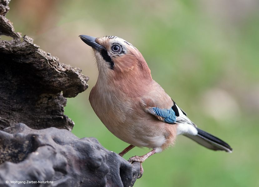  - Eichelhäher - ( Garrulus glandarius )