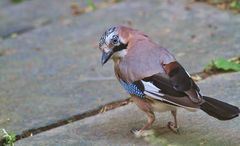 Eichelhäher (Garrulus glandarius)