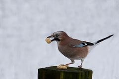 Eichelhäher - Garrulus glandarius