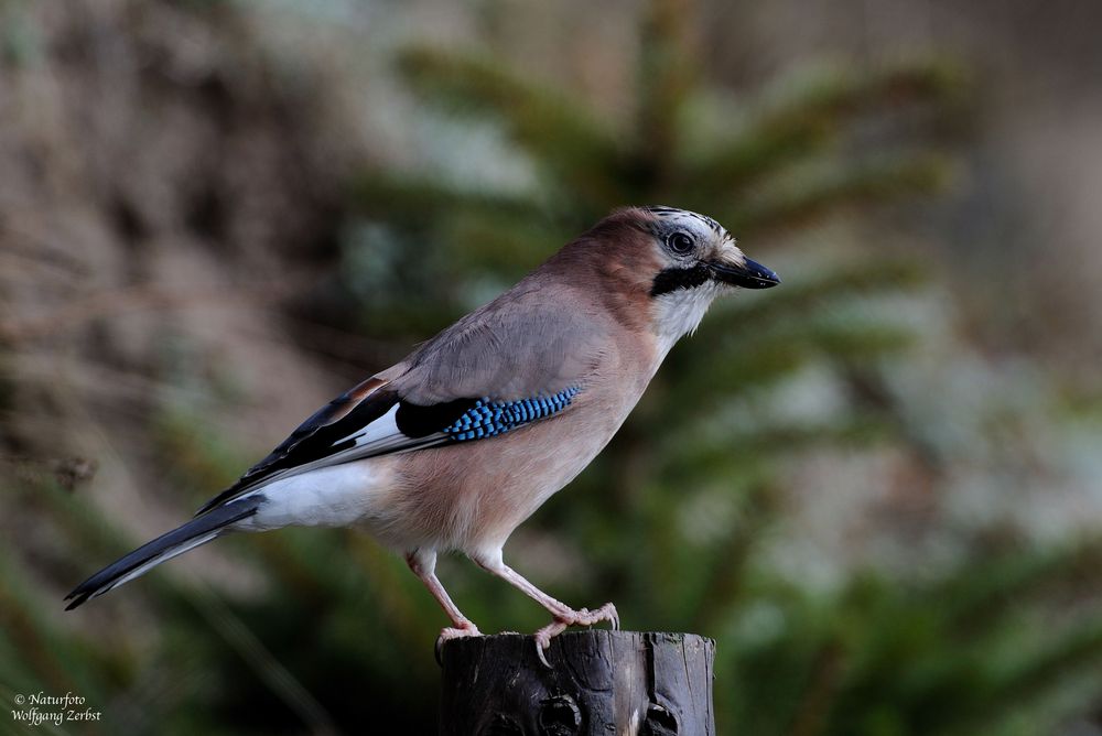 --- Eichelhäher --- ( Garrulus glandarius )