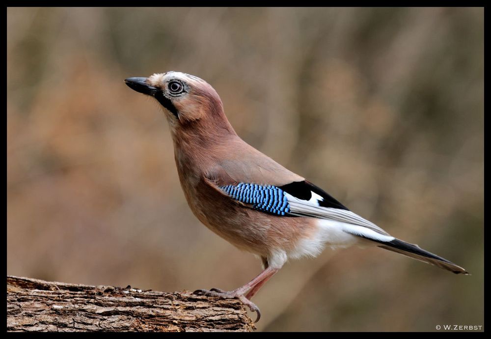 - Eichelhäher - ( Garrulus glandarius)