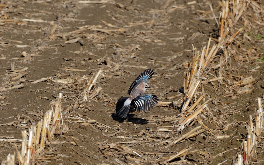 Eichelhäher (Garrulus glandarius)