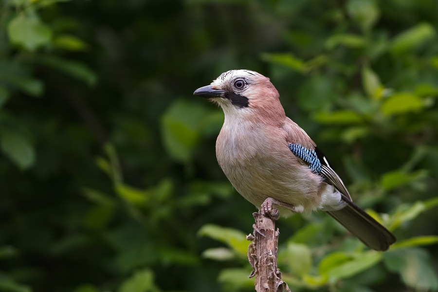 Eichelhäher (Garrulus glandarius)