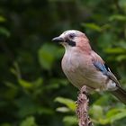 Eichelhäher (Garrulus glandarius)