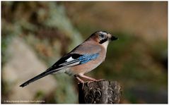 --- Eichelhäher --- ( Garrulus glandarius )