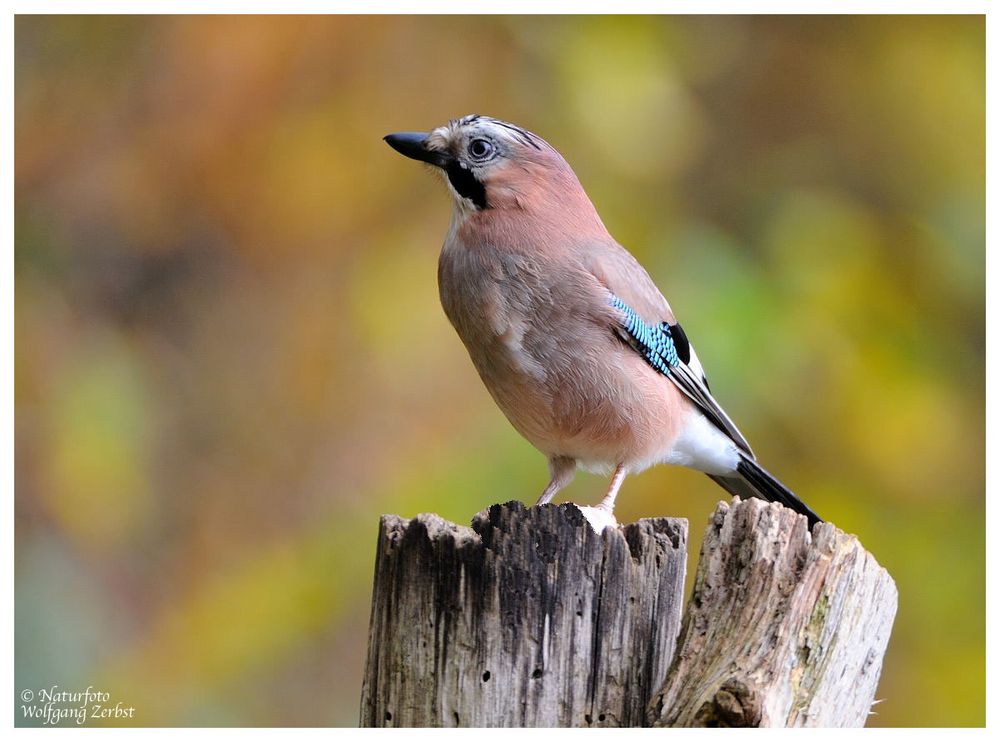 --- Eichelhäher --- ( Garrulus glandarius )