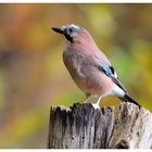 --- Eichelhäher --- ( Garrulus glandarius )