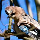 Eichelhäher (Garrulus glandarius)