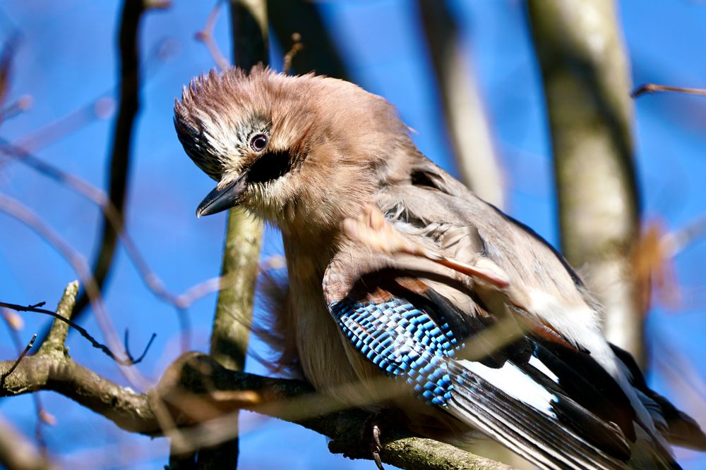 Eichelhäher (Garrulus glandarius)