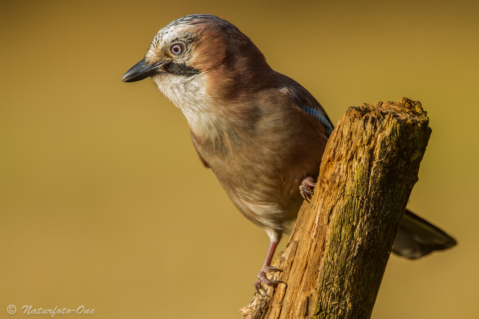 Eichelhäher, Garrulus glandarius