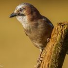 Eichelhäher, Garrulus glandarius