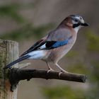 --- Eichelhäher --- ( Garrulus glandarius )