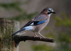 --- Eichelhäher --- ( Garrulus glandarius )