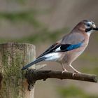 - Eichelhäher - (Garrulus glandarius )