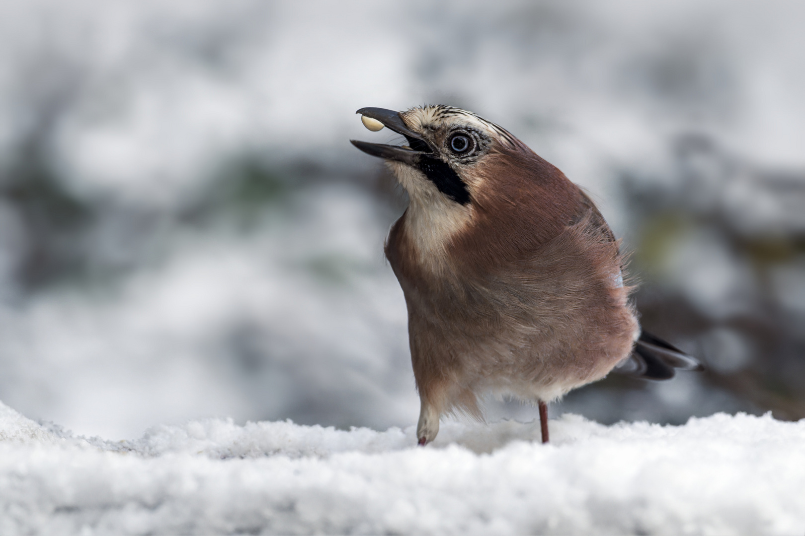   Eichelhäher (Garrulus glandarius)