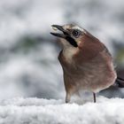   Eichelhäher (Garrulus glandarius)