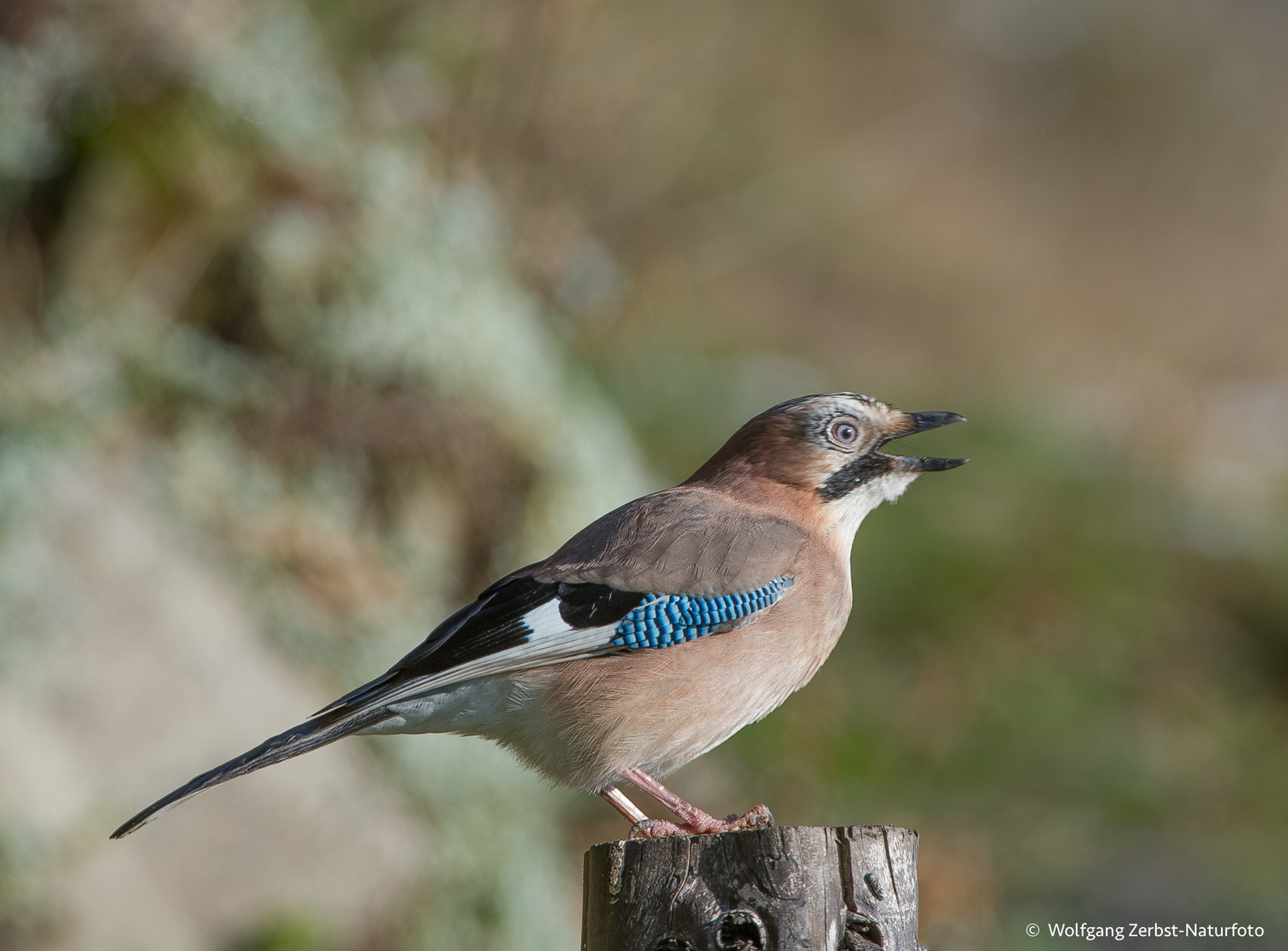 --- Eichelhäher ---  ( Garrulus glandarius )