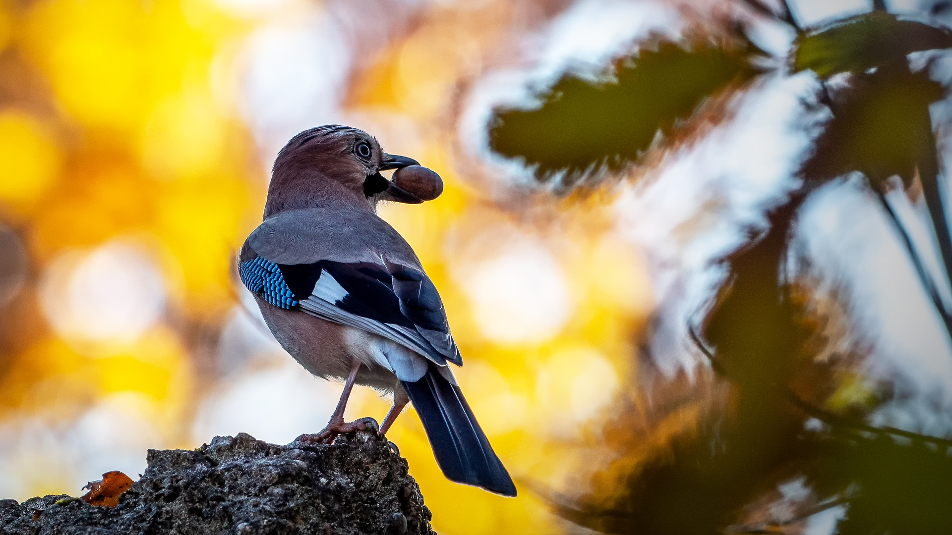 Eichelhäher (Garrulus Glandarius)