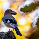 Eichelhäher (Garrulus Glandarius)