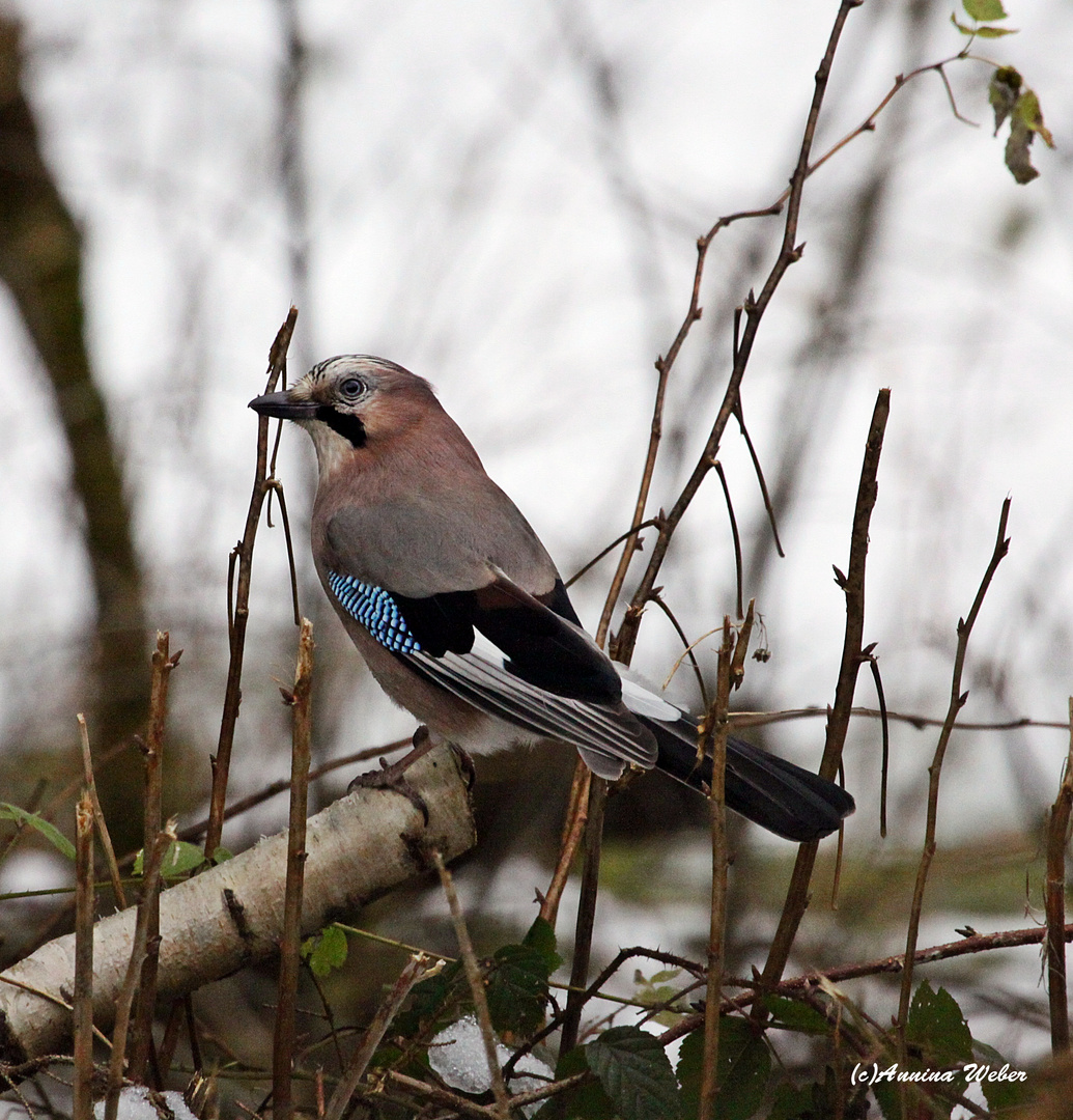 Eichelhäher (Garrulus glandarius)