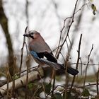 Eichelhäher (Garrulus glandarius)