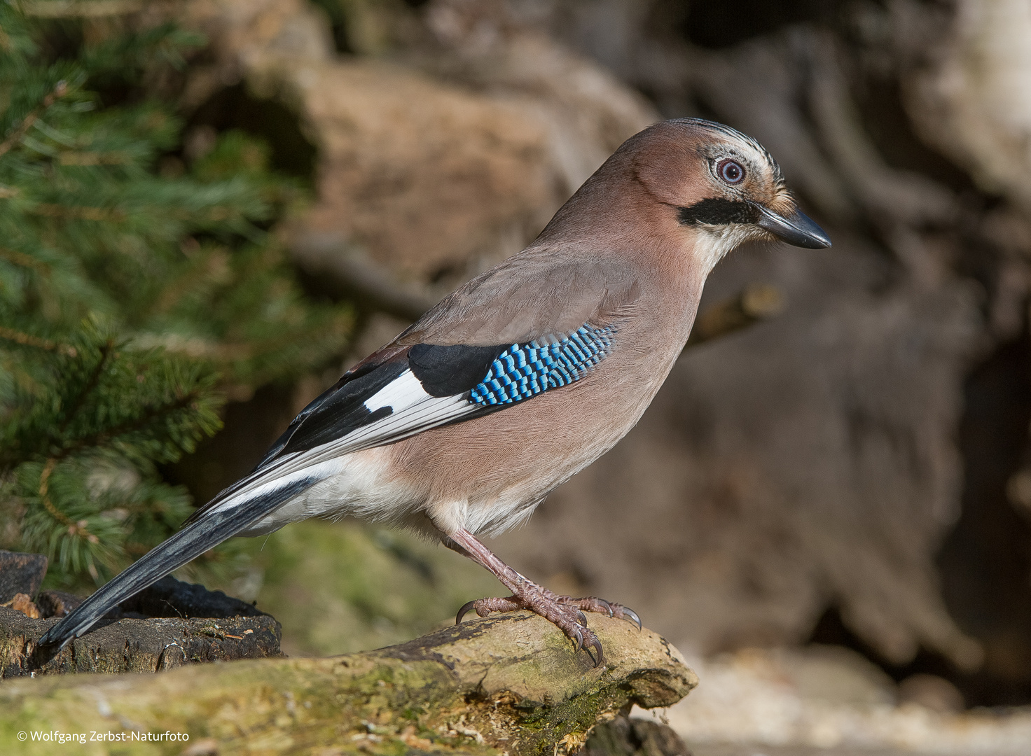 -- Eichelhäher --  ( Garrulus glandarius )