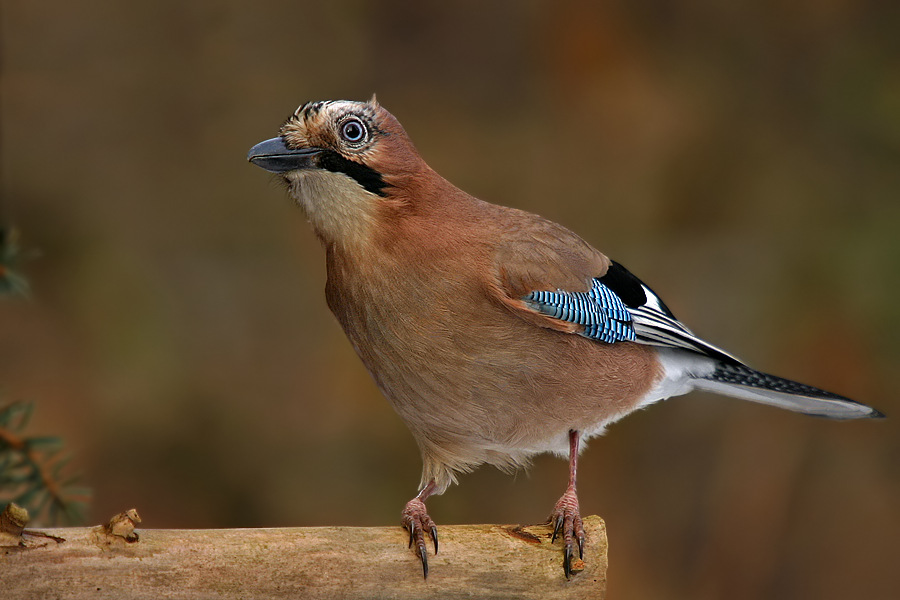 Eichelhäher (Garrulus glandarius)