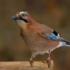 Eichelhäher (Garrulus glandarius)