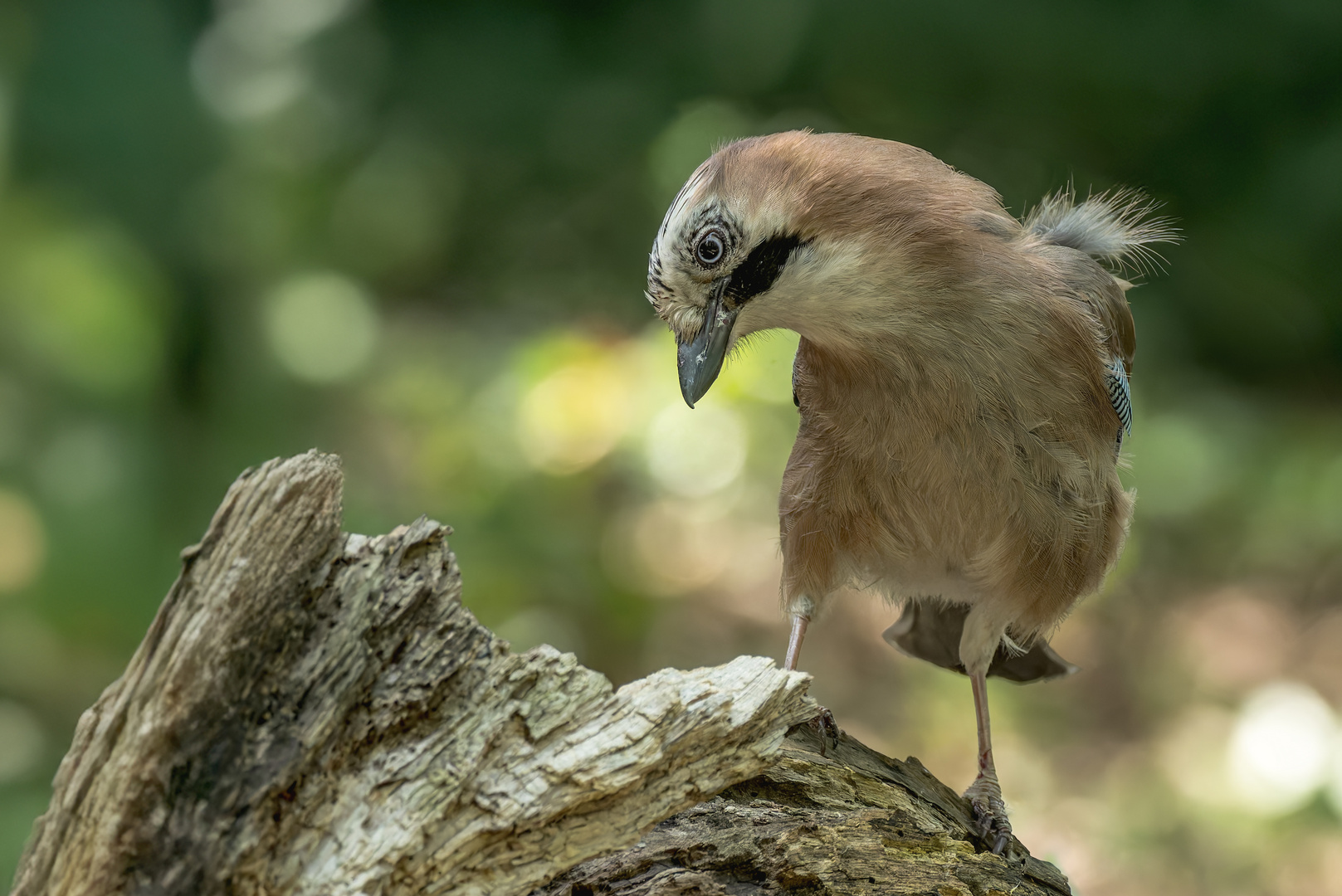   Eichelhäher (Garrulus glandarius) 