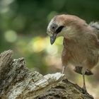   Eichelhäher (Garrulus glandarius) 