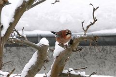 Eichelhäher - Garrulus glandarius