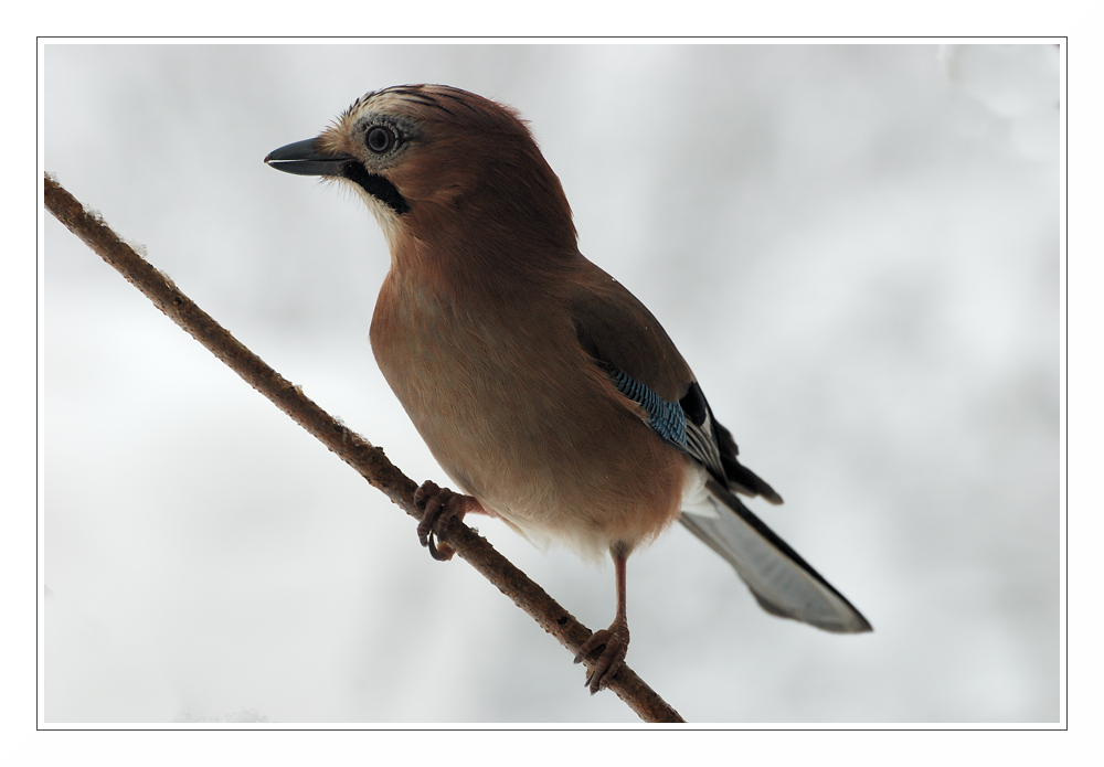 Eichelhäher (Garrulus glandarius)