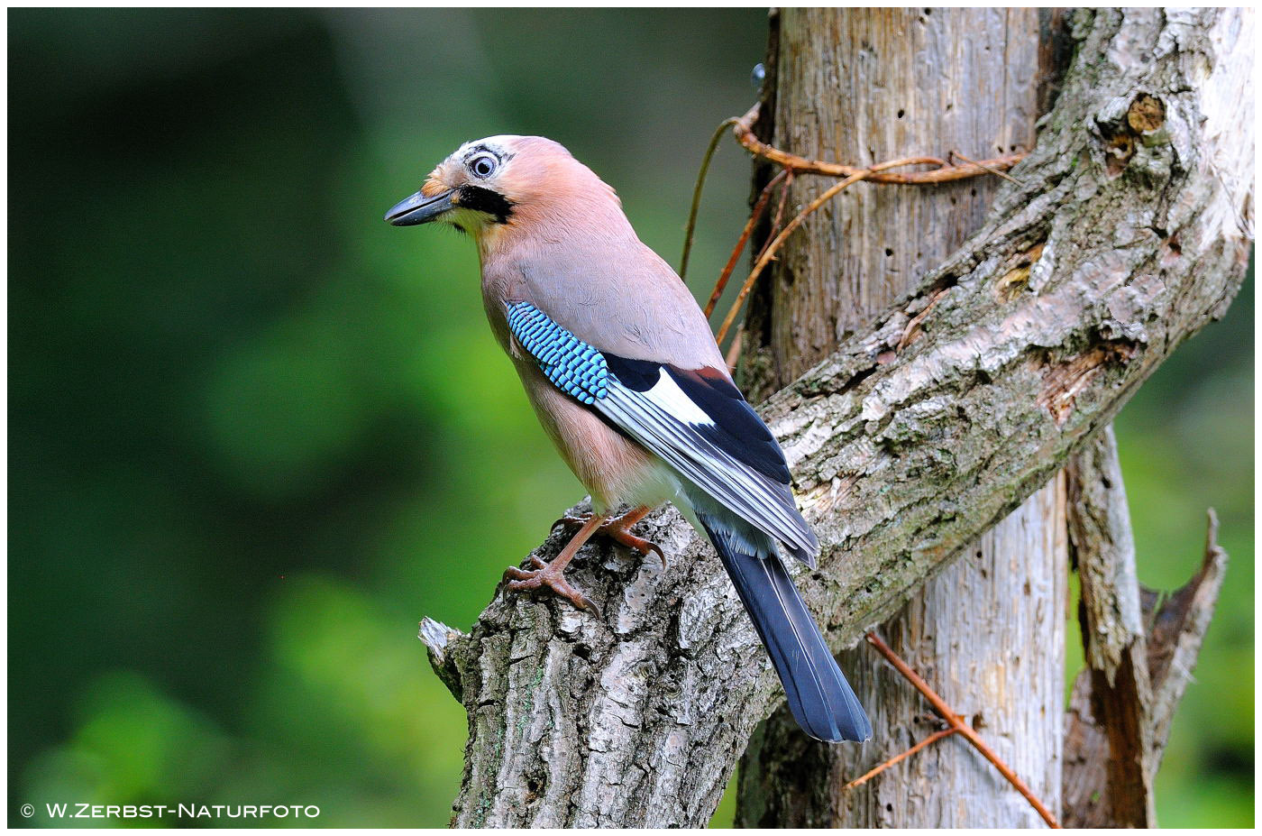 --- Eichelhäher ---  ( Garrulus glandarius )