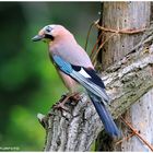 --- Eichelhäher ---  ( Garrulus glandarius )