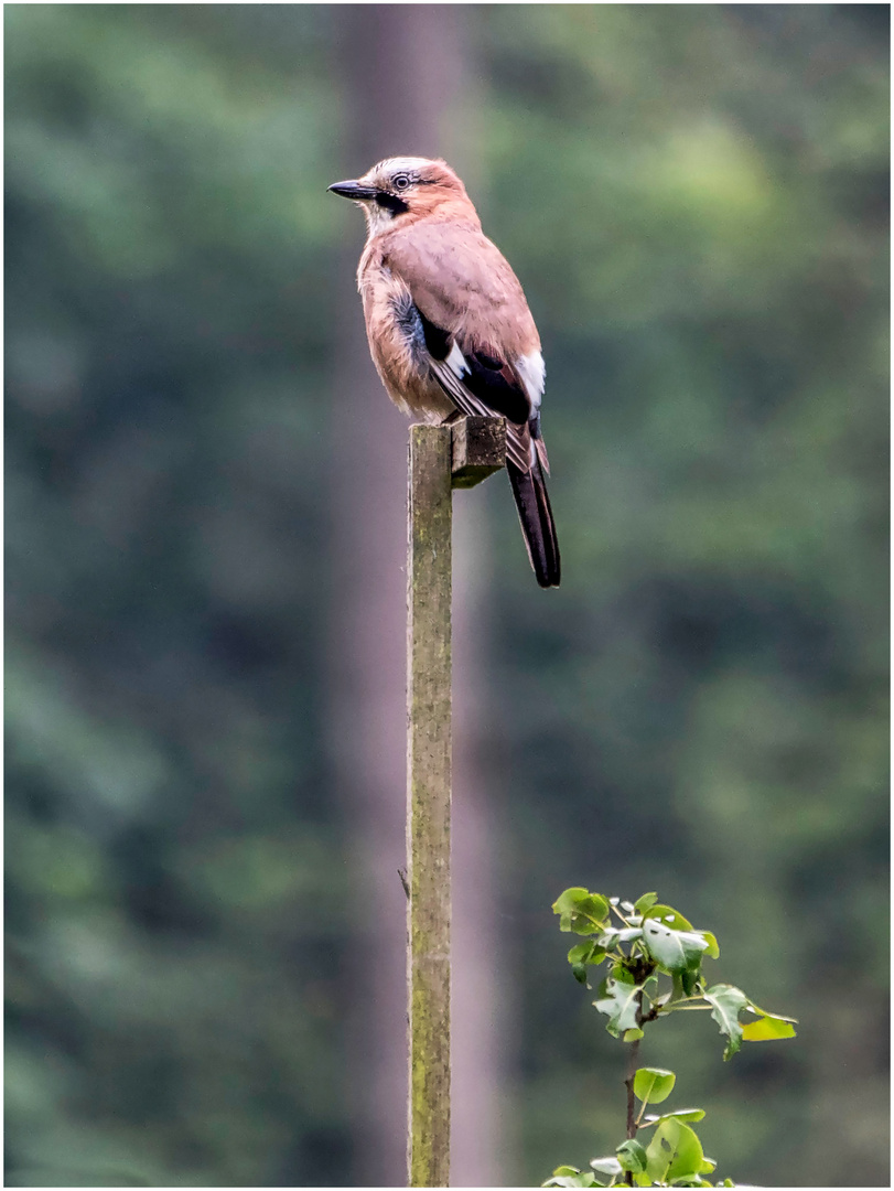 eichelhäher (garrulus glandarius)....