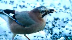 Eichelhäher (Garrulus glandarius)