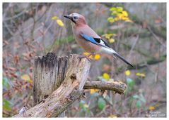 --- Eichelhäher --- ( Garrulus glandarius )