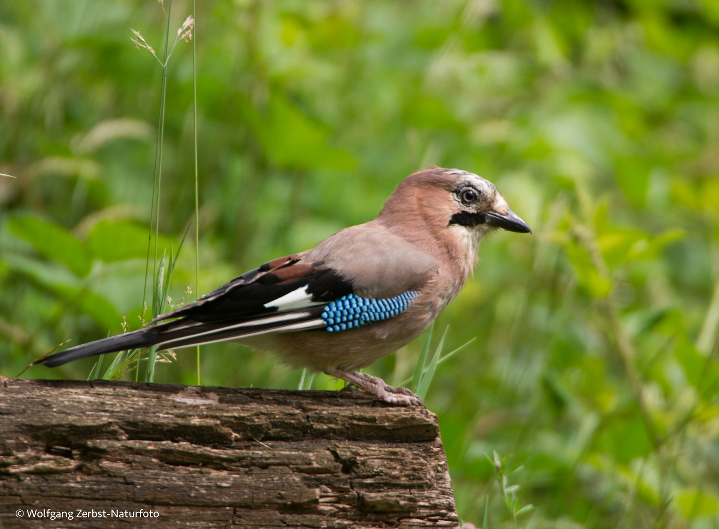 --- Eichelhäher ---   ( Garrulus glandarius )