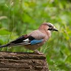 --- Eichelhäher ---   ( Garrulus glandarius )