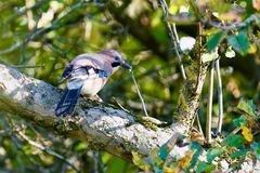 Eichelhäher (Garrulus glandarius)