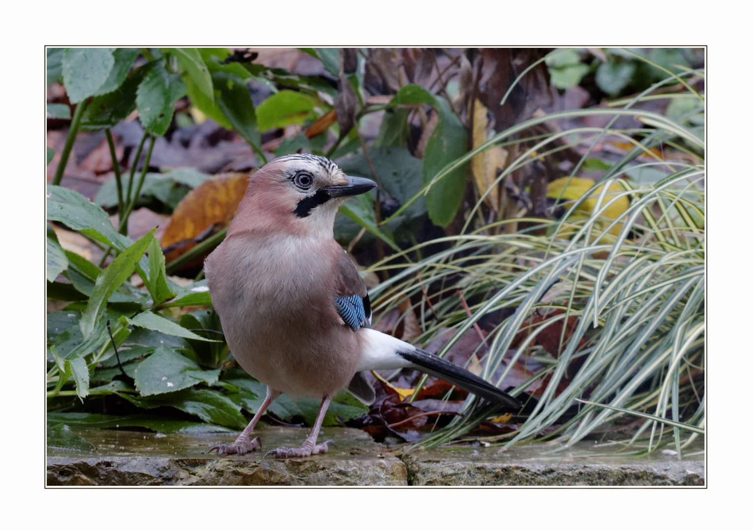 Eichelhäher (Garrulus glandarius)