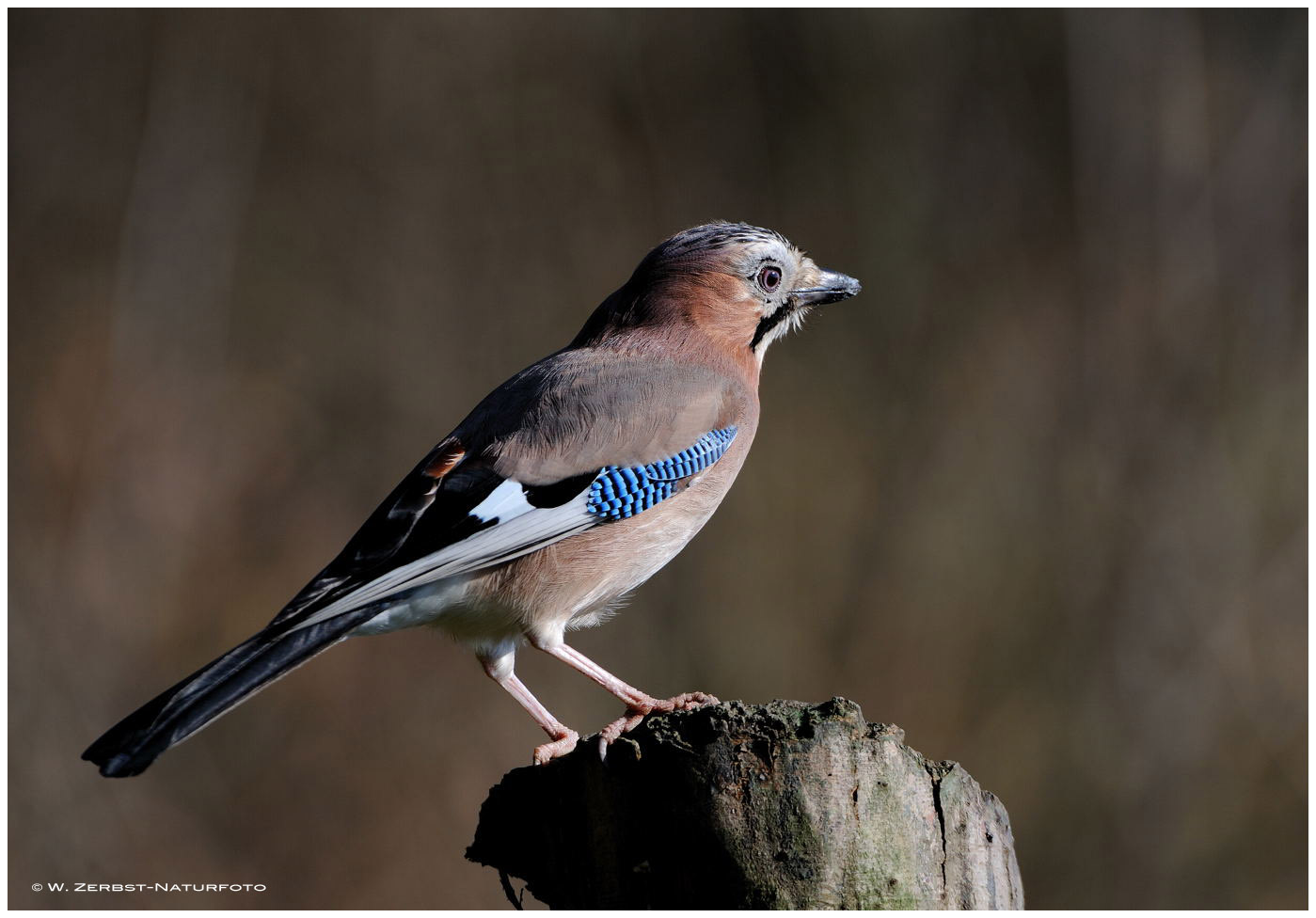 --- Eichelhäher --- ( Garrulus glandarius )