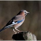 --- Eichelhäher --- ( Garrulus glandarius )