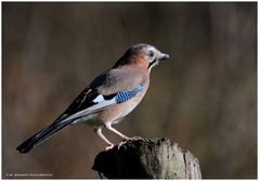 --- Eichelhäher --- ( Garrulus glandarius )