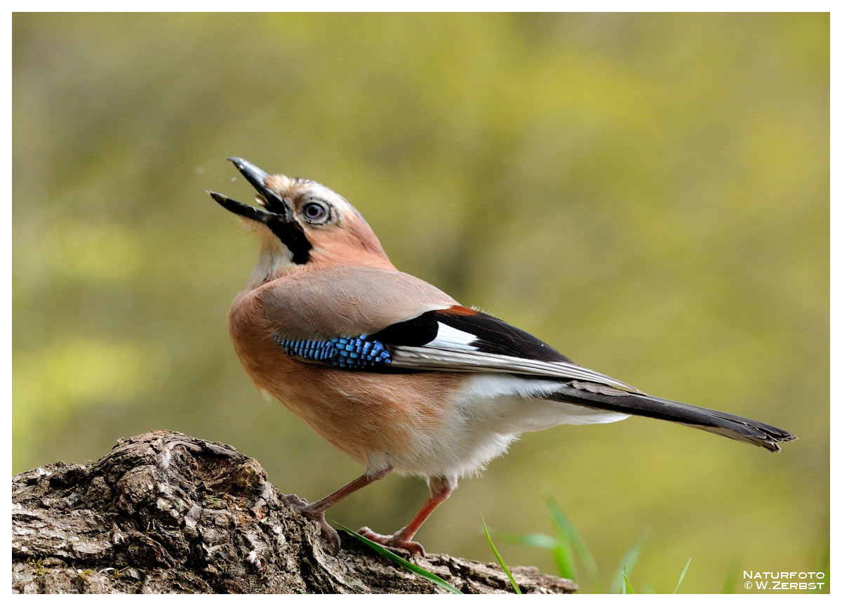 -- Eichelhäher -- ( Garrulus glandarius )