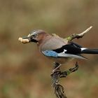 Eichelhäher Garrulus glandarius - ein gescheiter Waldvogel